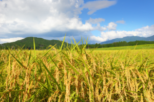 大分県産ひのひかり一等米